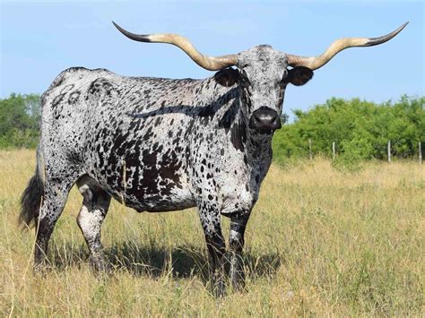 Pennridge Ranch began raising commercial and registered Brangus cattle for sale in 1978. . Texas cattle for sale